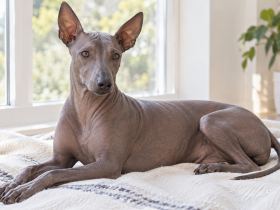 Hairless Peruvian Inca Orchid on a clean washable blanket