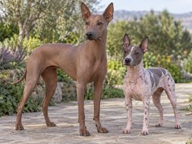 Peruvian Inca Orchid beside an American Hairless Terrier