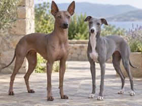 Peruvian Inca Orchid beside an Italian Greyhound