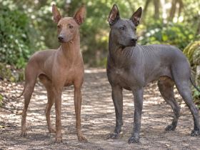 Peruvian Inca Orchid and Xoloitzcuintli standing together